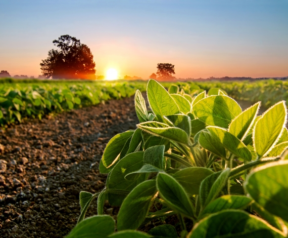 Brasil deve aumentar importação de potássio para a agricultura
