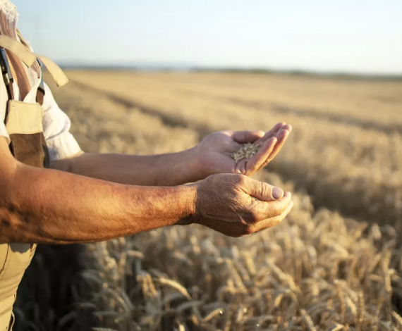 Fertilizante é peça-chave para a agricultura brasileira ser ainda mais produtiva e sustentável